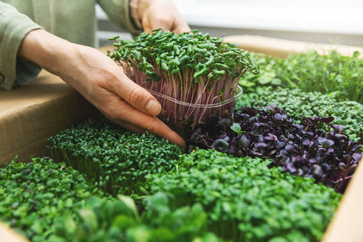 Why Microgreens Deserve the Superfood Spotlight"