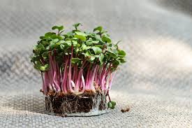 Top 5 Health Benefits of Microgreens: Nature's Tiny Powerhouses