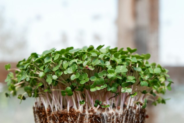 HiYou Microgreens