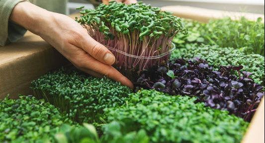 Hand holding a small container of microgreens amidst a larger collection of green and purple microgreens.
